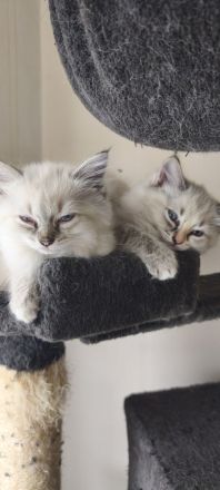 💖Ragdoll 💖Siam💖 kitten💖