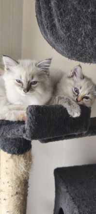 💖Ragdoll 💖Siam💖 kitten💖