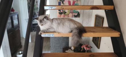 💖Ragdoll 💖Siam💖 kitten💖
