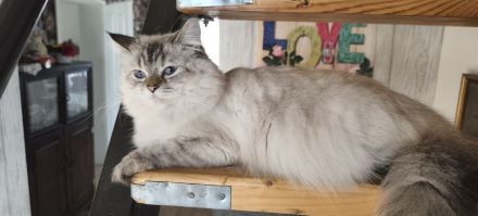 💖Ragdoll 💖Siam💖 kitten💖