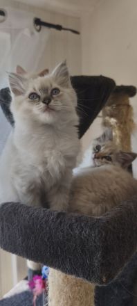 💖Ragdoll 💖Siam💖 kitten💖