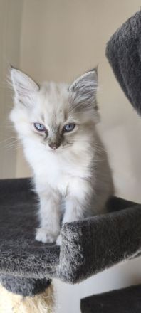💖Ragdoll 💖Siam💖 kitten💖