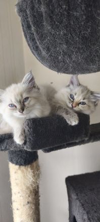 💖Ragdoll 💖Siam💖 kitten💖