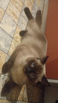 Liebevolle Katze abzugeben 🐾