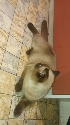 Liebevolle Katze abzugeben 🐾