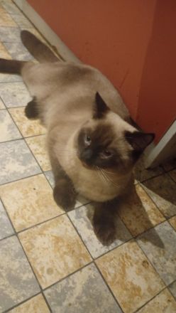Liebevolle Katze abzugeben 🐾