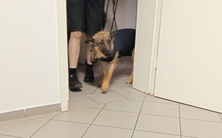 Schenkst du Tessa ein neues Leben?