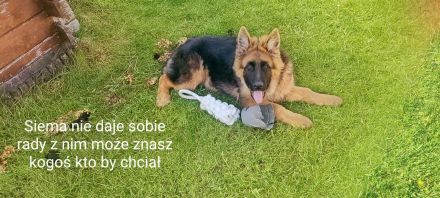 Langhaariger Deutscher Schäferhund