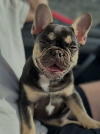 Französische Bulldoggenwelpe sucht neues Zuhause