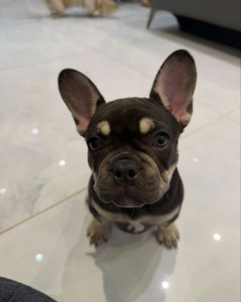 Französische Bulldoggenwelpe sucht neues Zuhause