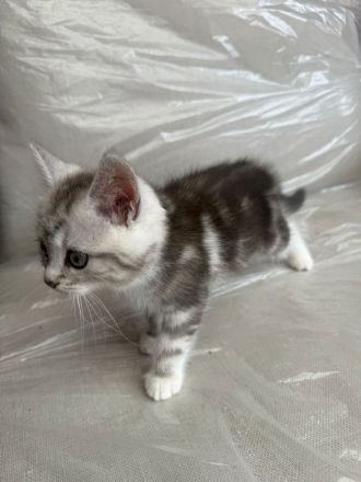 Süße Kitten abzugeben