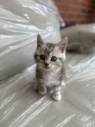 Süße Kitten abzugeben