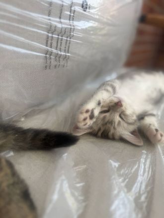 Süße Kitten abzugeben