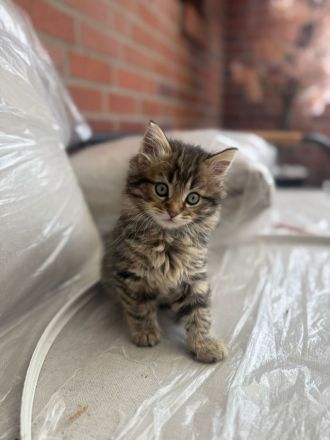 Süße Kitten abzugeben