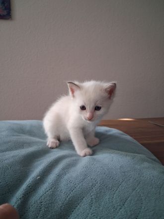 Edelmixkitten/Ragdoll/Siam mit Heiliger Birma abzugeben ab dem 18.6.26