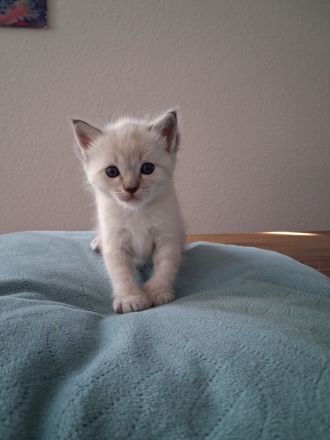 Edelmixkitten/Ragdoll/Siam mit Heiliger Birma abzugeben ab dem 18.6.26
