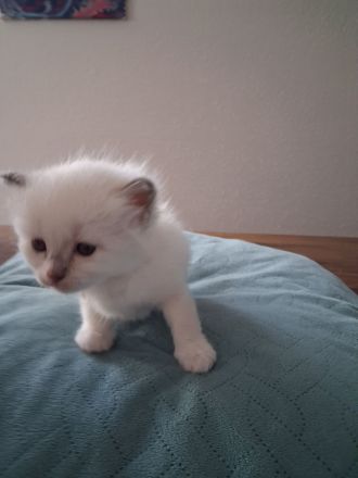 Edelmixkitten/Ragdoll/Siam mit Heiliger Birma abzugeben ab dem 18.6.26