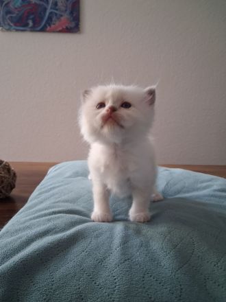 Edelmixkitten/Ragdoll/Siam mit Heiliger Birma abzugeben ab dem 18.6.26