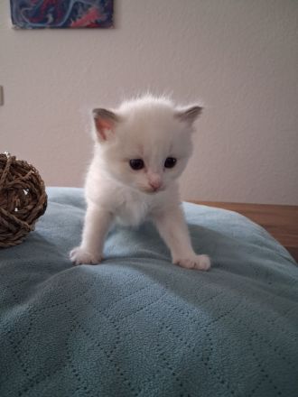 Edelmixkitten/Ragdoll/Siam mit Heiliger Birma abzugeben ab dem 18.6.26