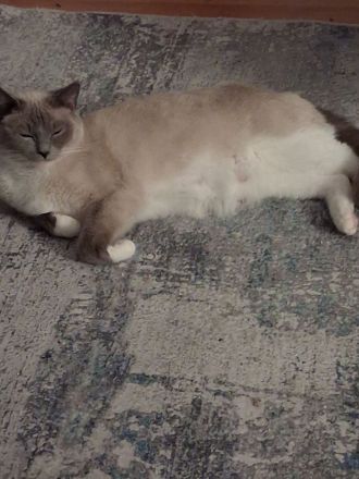 Edelmixkitten/Ragdoll/Siam mit Heiliger Birma abzugeben ab dem 18.6.26