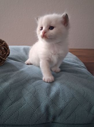 Edelmixkitten/Ragdoll/Siam mit Heiliger Birma abzugeben ab dem 18.6.26