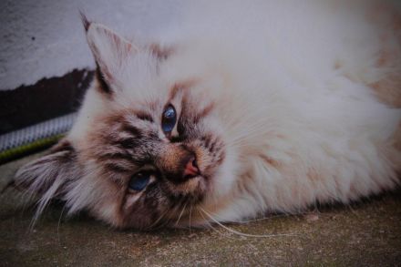 Edelmixkitten/Ragdoll/Siam mit Heiliger Birma abzugeben ab dem 18.6.26