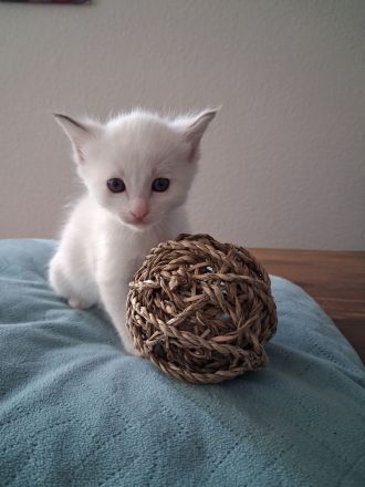 Edelmixkitten/Ragdoll/Siam mit Heiliger Birma abzugeben ab dem 18.6.26