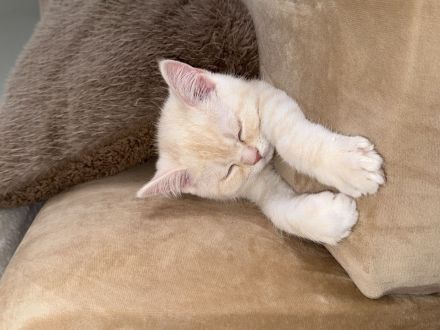 Wunderschönes BKH × Ragdoll Kitten sucht liebevolles Zuhause ab sofort