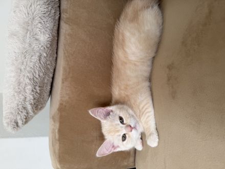 Wunderschönes BKH × Ragdoll Kitten sucht liebevolles Zuhause ab sofort