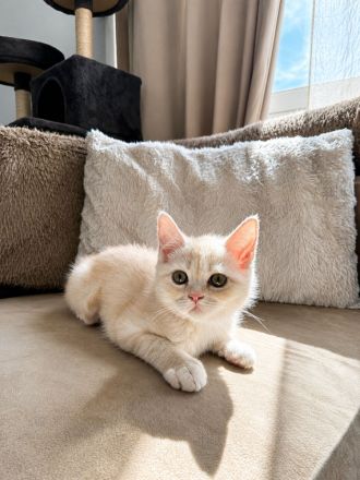 Wunderschönes BKH × Ragdoll Kitten sucht liebevolles Zuhause ab sofort