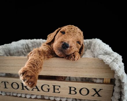 Goldendoodle Standard Welpen