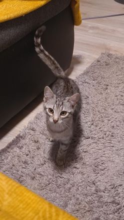 Mila sucht ein Liebevolles Zuhause