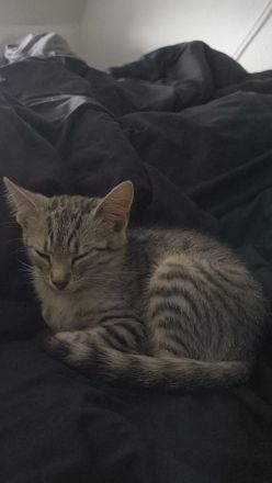 Mila sucht ein Liebevolles Zuhause