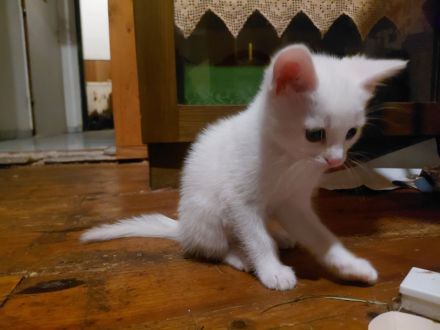 3 weiße Kitten abzugeben