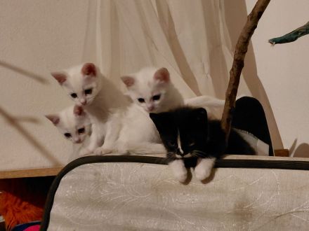 schneweiße Kitten abzugeben