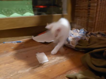 3 weiße Kitten abzugeben