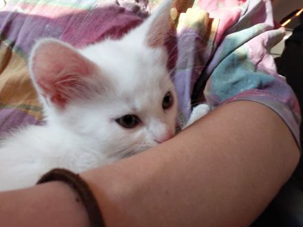 schneweiße Kitten abzugeben