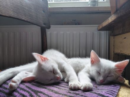 schneweiße Kitten abzugeben