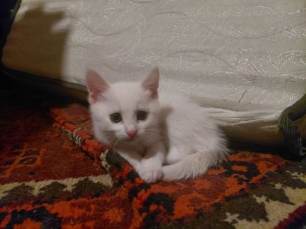 3 weiße Kitten abzugeben