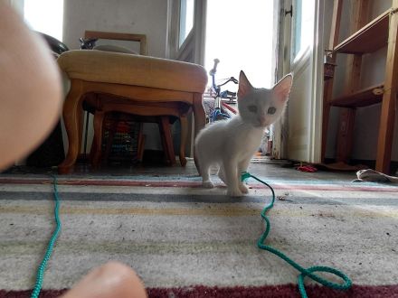 schneweiße Kitten abzugeben