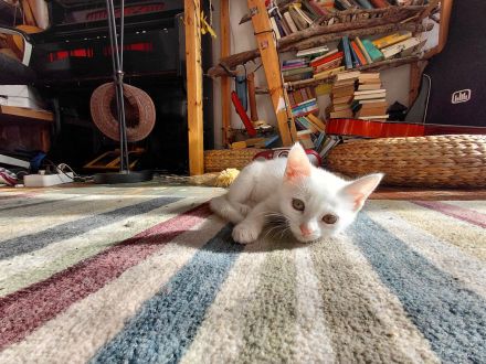schneweiße Kitten abzugeben