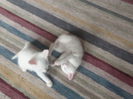 schneweiße Kitten abzugeben