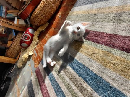 schneweiße Kitten abzugeben