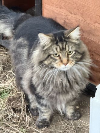 Nike, lieber kastrierter Maine Coon Kater