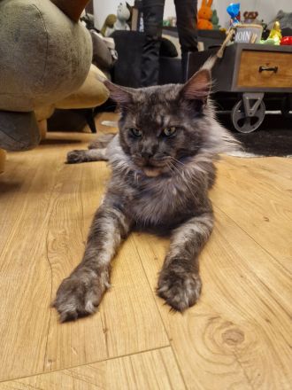 2 Maine Coon Kitten