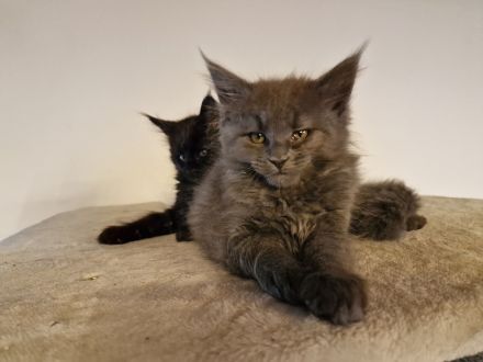 2 Maine Coon Kitten