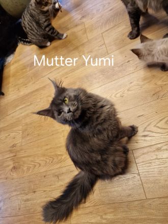 2 Maine Coon Kitten