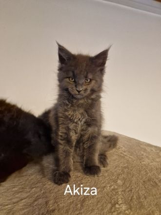 2 Maine Coon Kitten