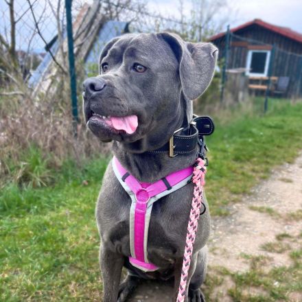 Kayla in 61184 Karben sucht ihr Für-immer-Zuhause