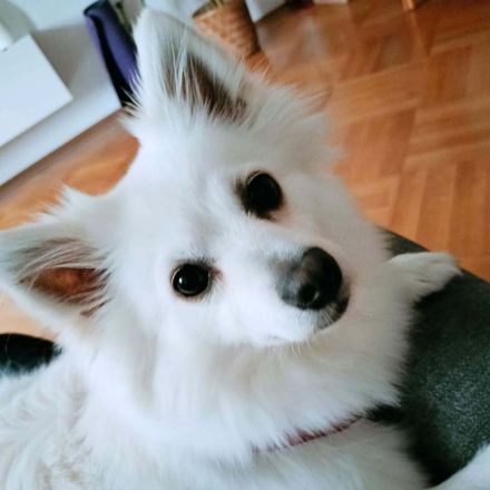 Stella in 82008 Unterhaching sucht ihr Für-immer-Zuhause